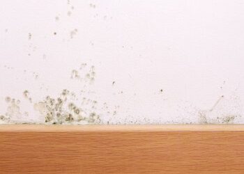 Mould and Mildew in your Home Office