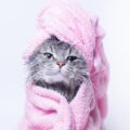 Overwhelmed gray kitten in pink towel
